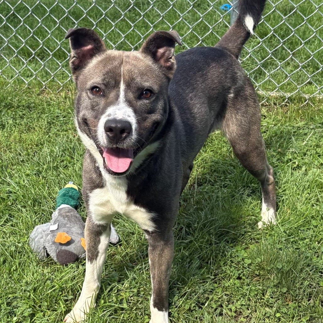 Rowan is a male Siberian Husky and American Pit Bull Terrier mix, under 2 years old, available through Mount Pleasant Animal Shelter in Livingston. Visit njshelter.org for current availability.