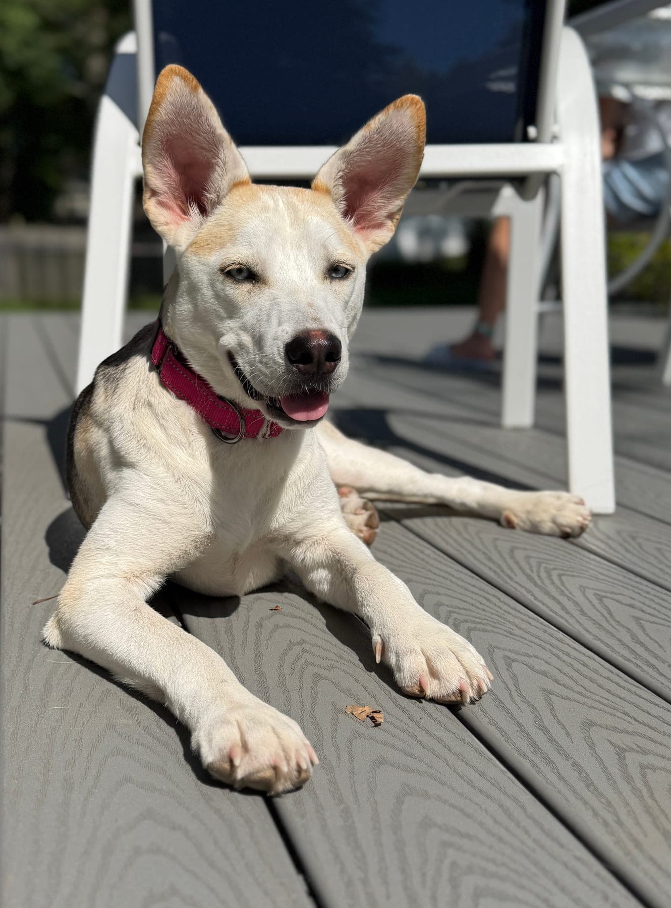 Sparkle is an 11-month-old Cattle Dog-Shepherd mix available through Ziva Dog Rescue in Scotch Plains. Contact erin@zivadogrescue.org for current availability.